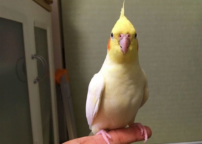 台灣新聞通訊社-日男潛入女友香閨綁架4隻鸚鵡 恐嚇「不見面就撕票」下場超狼狽