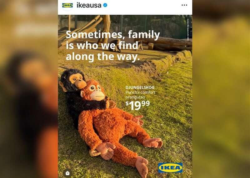 台灣新聞通訊社-日本孤兒猴「緊抱猩猩玩偶」融化全網　IKEA這款「帶娃神器」全球斷貨