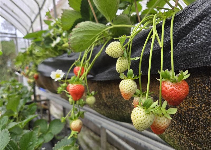 台灣新聞通訊社-農曆新年採莓趣!內湖白石湖草莓季開跑 感受味蕾與心靈的雙重享受