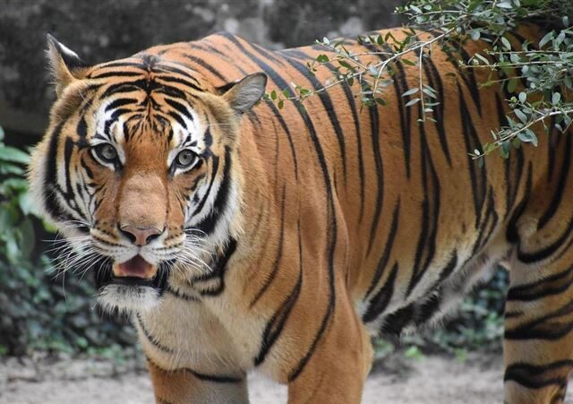 台灣新聞通訊社-清邁驚傳「老虎大滅絕」！12天內72隻猛虎暴斃　貓瘟肆虐屍體燒不完