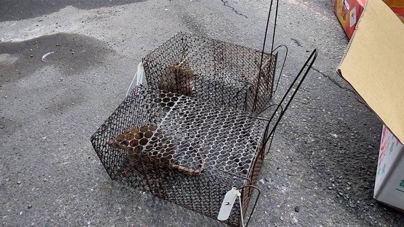 台灣新聞通訊社-「安鼠之亂」為何市區頻現蹤？專家揭漢他病毒4傳播鏈：沿孔縫入侵室內
