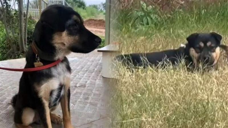 台灣新聞通訊社-搜救犬「黑崽」遭迷暈殺害　「市場肉賣光」尋獲僅剩殘肢