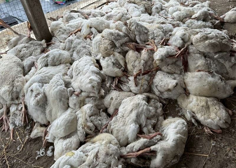 台灣新聞通訊社-雲林爆H5N1禽流感！養鵝場亂丟死鵝「1626隻全被撲殺」