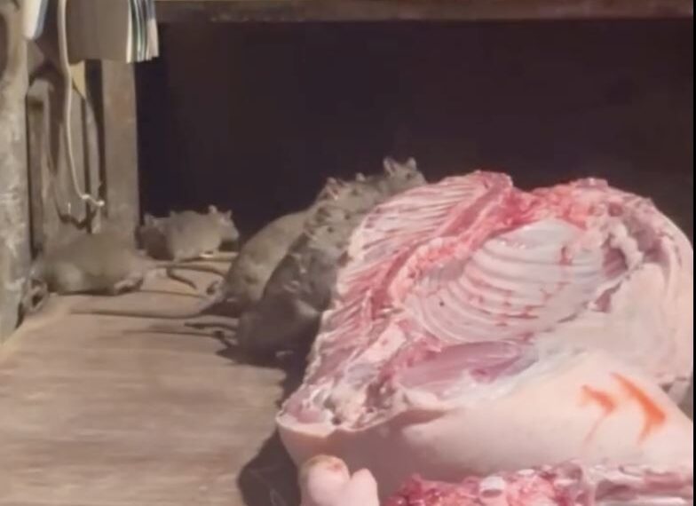 台灣新聞通訊社-10鼠大嗑「豬肉全家餐」畫面曝光⋯她見1幕崩潰：噁吐！屏縣衛生局出手