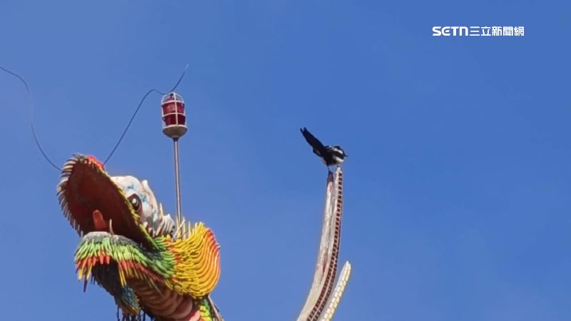 台灣新聞通訊社-媽祖認證風水寶地！喜鵲飛廟築5鳥巢　分布龍頭龍身