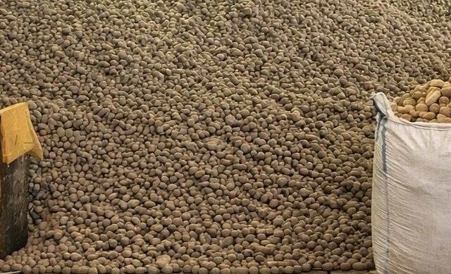 台灣新聞通訊社-「馬鈴薯洪水」來襲！滿坑滿谷吃不完　柏林街頭4000公噸馬鈴薯免費拿