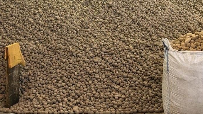 台灣新聞通訊社-「馬鈴薯洪水」來襲！滿坑滿谷吃不完　柏林街頭4000公噸馬鈴薯免費拿