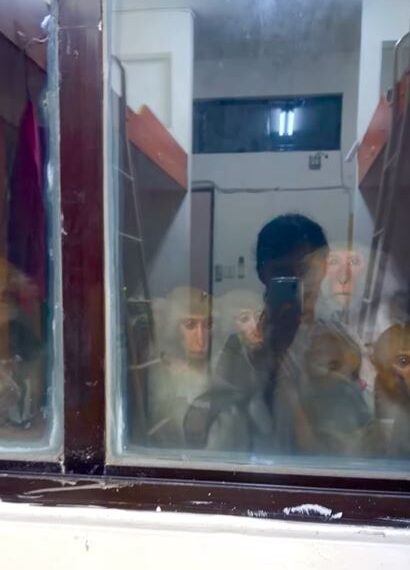 台灣新聞通訊社-回宿舍一開房門見「6張臉貼窗凝視」牠還抱嬰餵奶…女大生見這一幕嚇呆