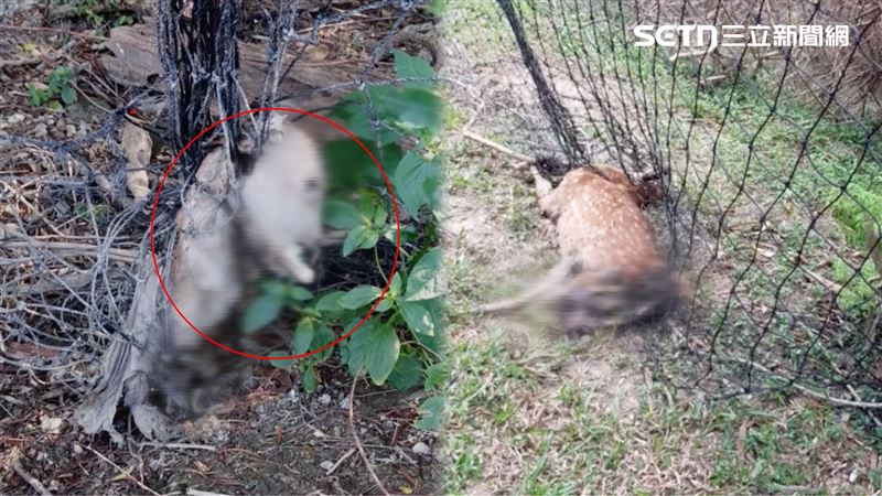 台灣新聞通訊社-500公尺死20屍…墾丁「梅花鹿墳場」鎖喉變白骨畫面曝！墾管處急回應