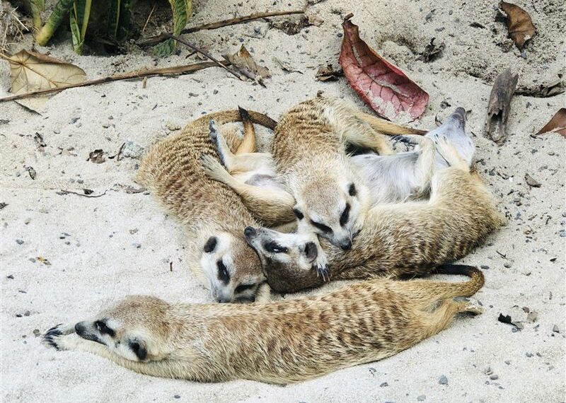 台灣新聞通訊社-男大生傳「早安小姐＋狐獴交配照」：這妳！女同學怒報警提告　下場慘了