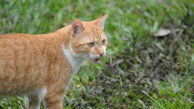 台灣新聞通訊社-不捨夥伴離世！橘貓突現身墓前　「1舉動」惹哭12萬人