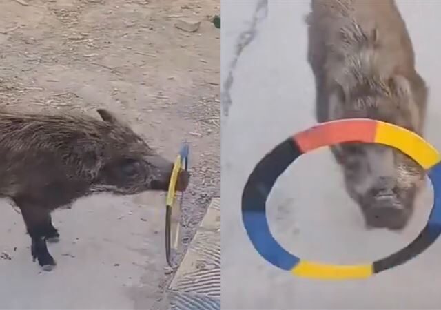 台灣新聞通訊社-怕過年被端上桌！小豬「神級雜耍」求保命　主人驚呆：不宰了