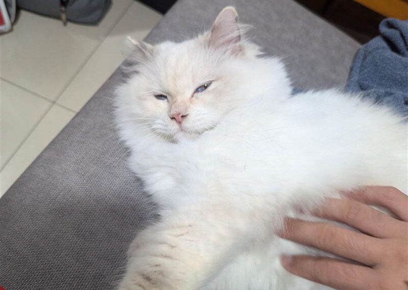 台灣新聞通訊社-貓鑽進家裡！熱心住戶「請假幫找主人」　結局超無言