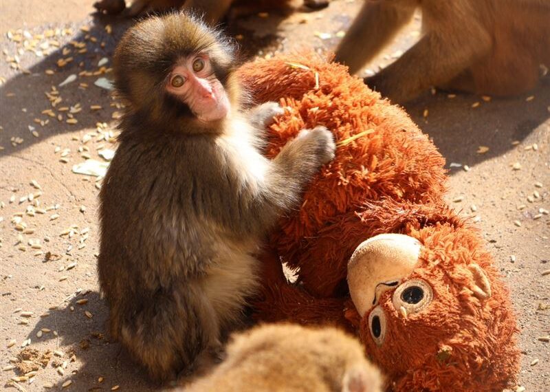 台灣新聞通訊社-萌翻全網！小猴Panchi死守紅毛猩猩玩偶　心酸原因曝光：想媽媽了