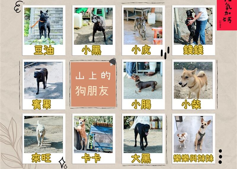 台灣新聞通訊社-過年加菜自己拔！蔡英文農地探險全紀錄　驚呼「剛才有點忍不住」