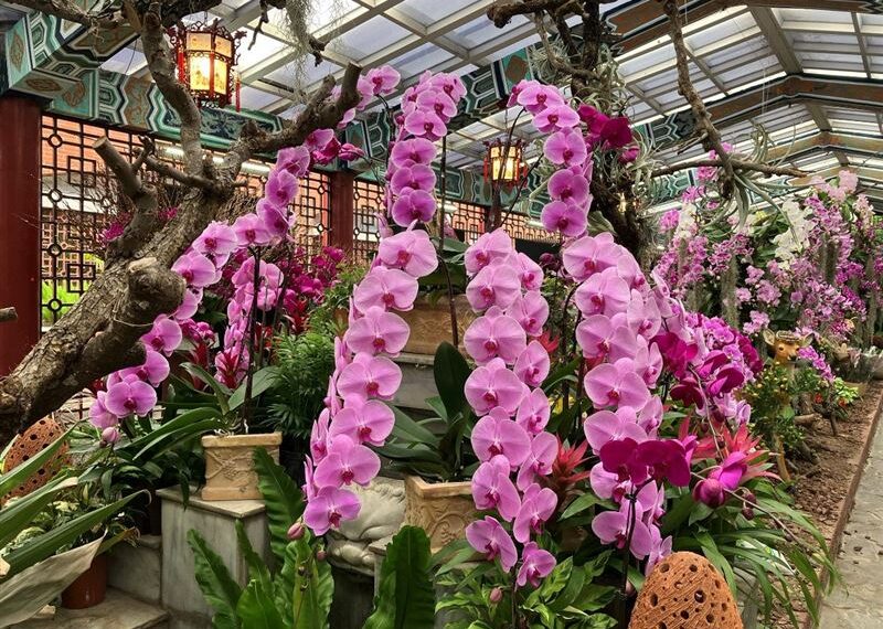 台灣新聞通訊社-年節走春賞花去！士林官邸、北投社三層崎花海活動亮點一次看