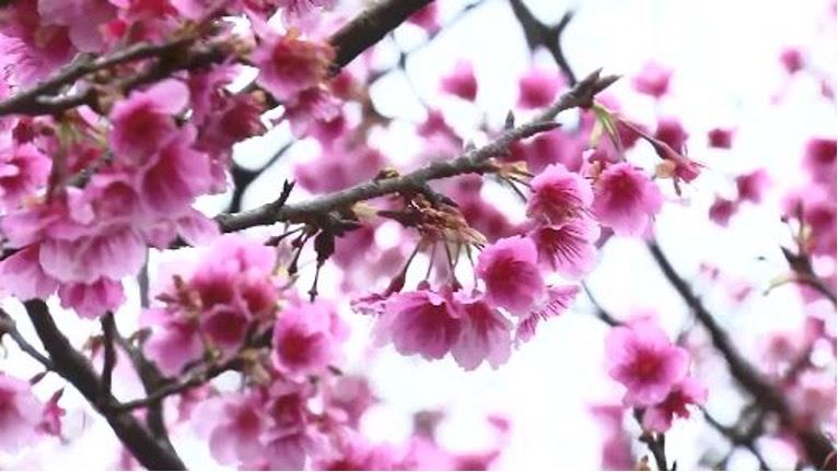 台灣新聞通訊社-今立春！3大禁忌「做了恐窮三年」　3吉時煮財水旺爆