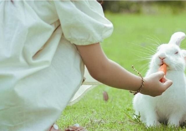 台灣新聞通訊社-1歲男童餵寵物兔被咬斷手指　家長著急剖兔肚找斷指