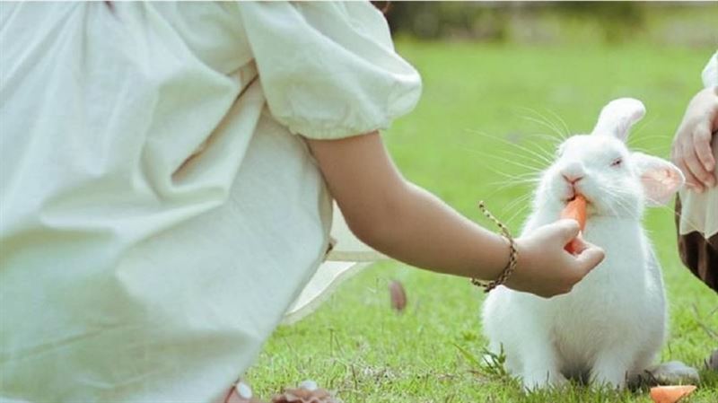 台灣新聞通訊社-1歲男童餵寵物兔被咬斷手指　家長著急剖兔肚找斷指