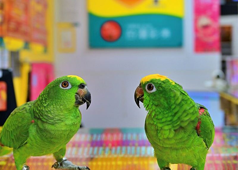 台灣新聞通訊社-快訊／傲嬌鳥開金口！40歲男嚇到刮刮樂整本全包　竟是「發財吉兆」