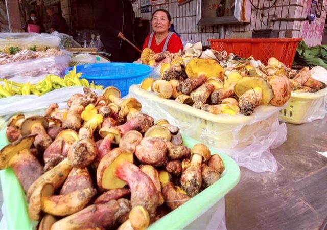 台灣新聞通訊社-吃了會看到「小人國」？神祕蘑菇未解之謎　全球多地出現相同幻象