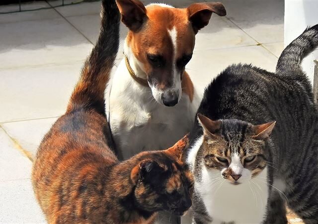 台灣新聞通訊社-當心毛小孩一命嗚呼！家中三大陷阱專殺貓狗　寵物專家示警千萬別犯