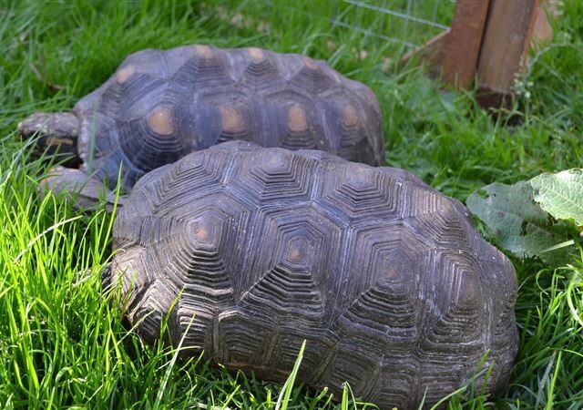 台灣新聞通訊社-烏龜嘴塞香菸、青蛙嘴塞鞭炮！桃園國中生虐動物網怒了　最重可罰7.5萬