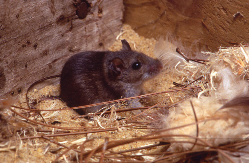 台灣新聞通訊社-漢他病毒初期像感冒！醫示警見1病症「8、9成死亡」4大高風險族群當心