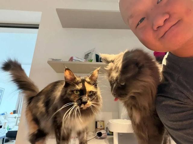 台灣新聞通訊社-年輕人春節「夢幻職業」？ 他組隊上門餵貓20天 進帳破70萬