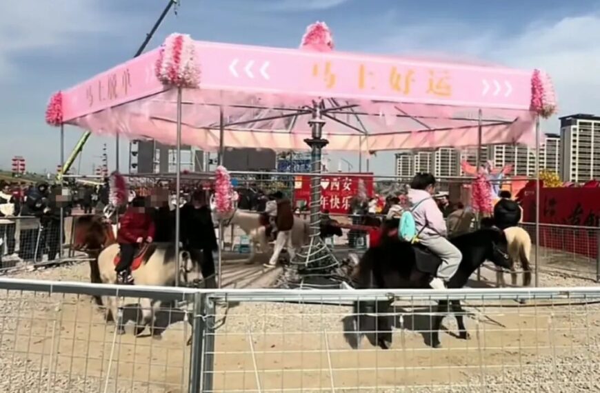 台灣新聞通訊社-陸風景區「旋轉木馬變真馬」供騎繞圈 遭質疑虐待動物後暫停