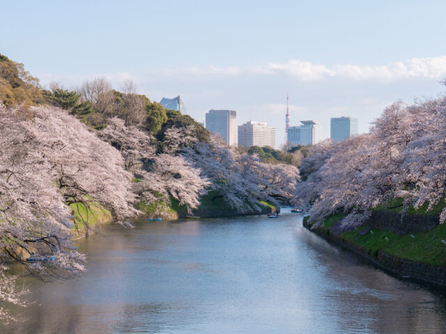 台灣新聞通訊社-品保協會公布第2季合理團費 日本團費2因素下修減少1成 靠櫻花季撐盤