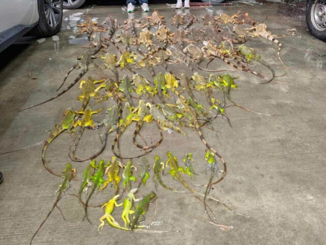 台灣新聞通訊社-屏東2025年綠鬣蜥移除量破13萬隻 創歷年新高