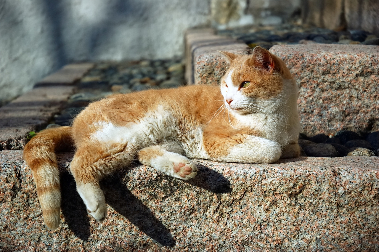 台灣新聞通訊社-嘉義超商驚見「橘貓店長」 站門口討罐罐融化全網：好想帶回家