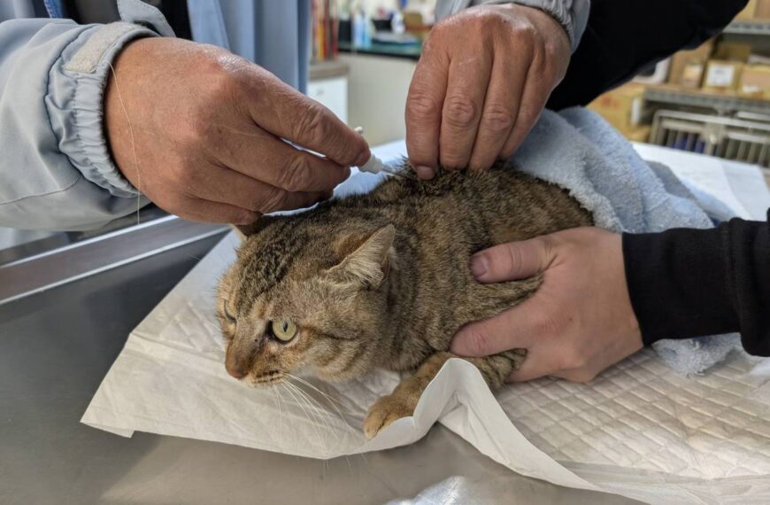 台灣新聞通訊社-家貓未植晶片將開罰 進出金門也須附登記證明