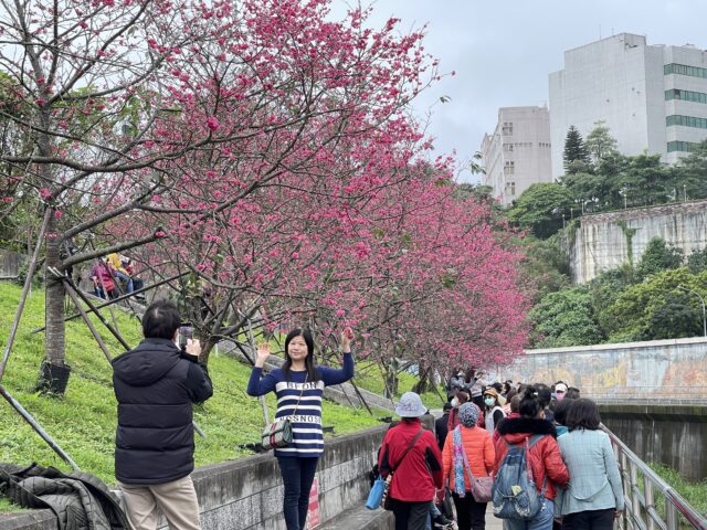台灣新聞通訊社-北市走春去哪玩？內湖6大景點報你知 賞櫻、野餐全滿足
