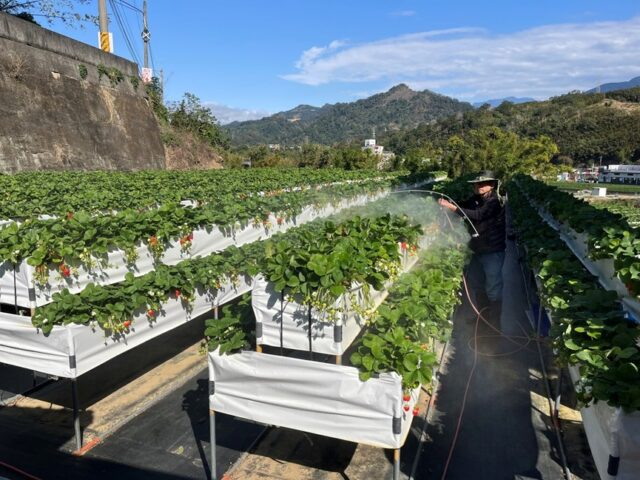 台灣新聞通訊社-草莓產季遇春節年假 走春採果熱 卓蘭導入智慧農業穩產升級