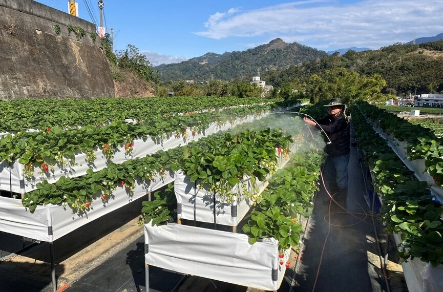 台灣新聞通訊社-草莓產季遇春節年假 走春採果熱 卓蘭導入智慧農業穩產升級