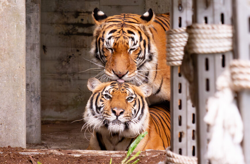 台灣新聞通訊社-放閃…台北動物園馬來虎「約會中」 兩虎依偎溫柔畫面曝光