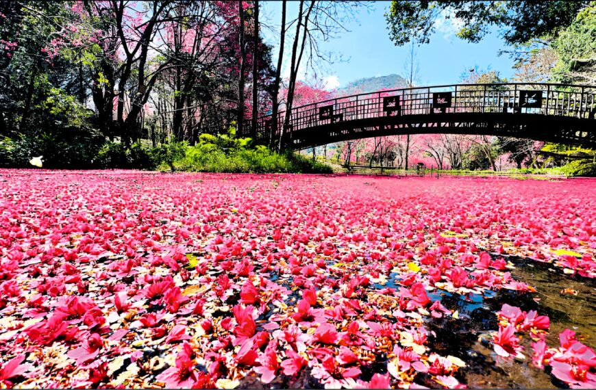台灣新聞通訊社-快來走春!奧萬大櫻花盛綻 唯獨這天別去會撲空