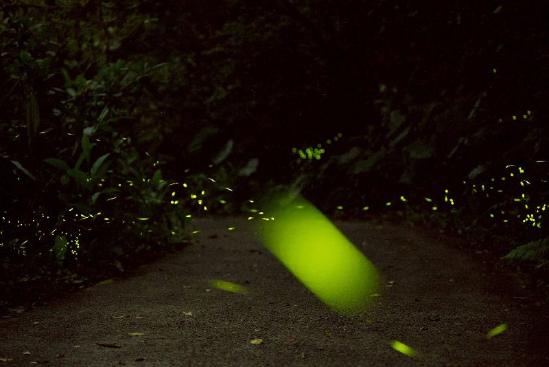 台灣新聞通訊社-錯過再等一年!北市推出螢火蟲系列活動 帶你走進絕美螢光秘境