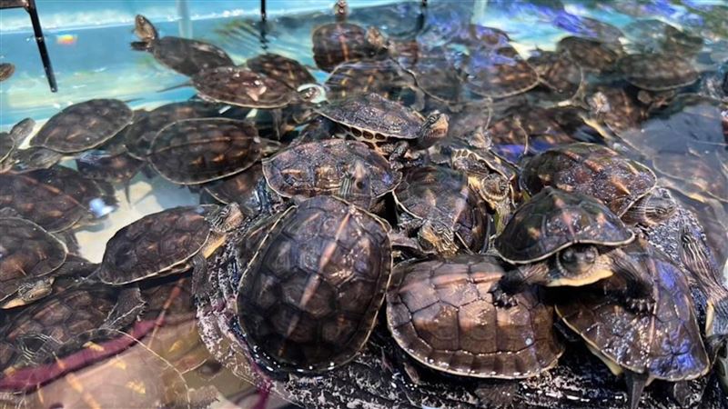 台灣新聞通訊社-半夜有人買蛇買烏龜？他疑惑「水族館開24H不會賠錢嗎」 內行曝真正賺點