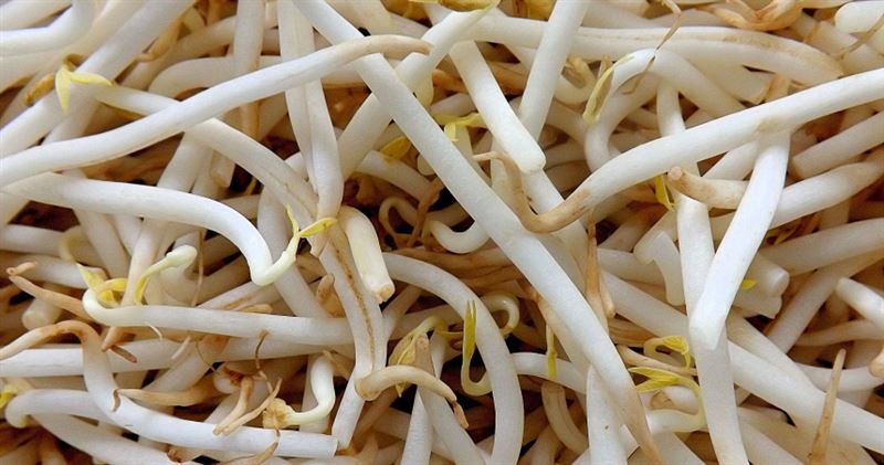 台灣新聞通訊社-豆芽菜不算燙青菜？醫證實「水分高、營養低」　長期單吃影響曝光