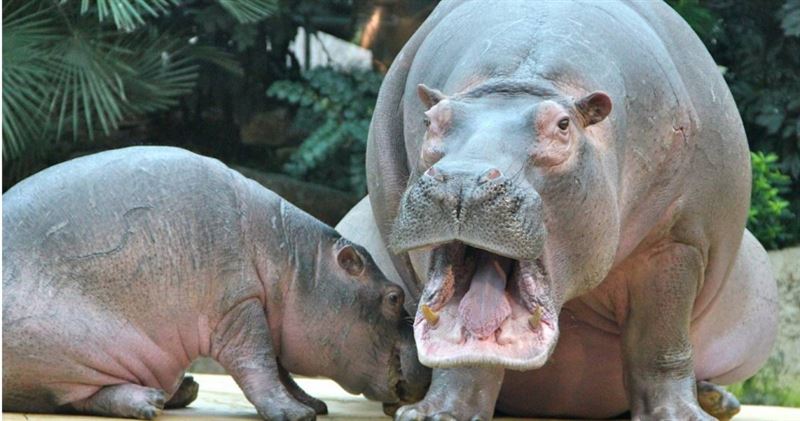 台灣新聞通訊社-檢查到一半…懷孕河馬抓狂猛攻!實習女獸醫腹部大出血慘死