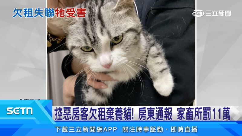 台灣新聞通訊社-控惡房客欠租棄養貓！房東通報　家畜所罰11萬