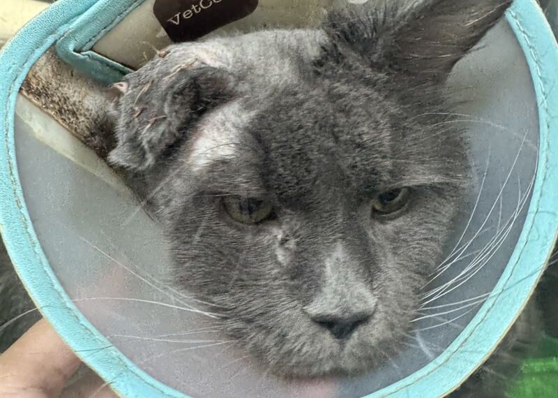 台灣新聞通訊社-非法繁殖場惡劣累犯!中壢34隻緬因貓住「屎尿堆中」動保處開罰300萬