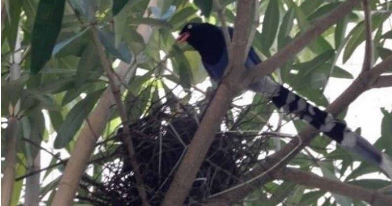 台灣新聞通訊社-別亂靠近!藍鵲護幼會「巴頭」攻擊人 違法反擊最慘挨罰百萬