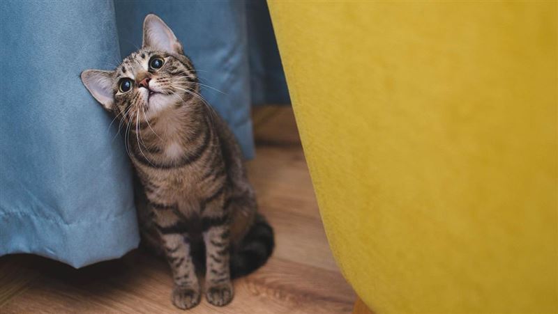 台灣新聞通訊社-他納悶寵物賣場改「24小時營業」會賺錢?內行曝這2點才是獲利關鍵