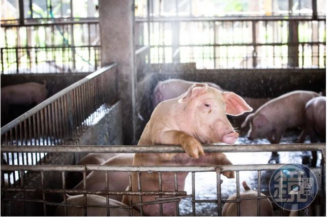 台灣新聞通訊社-北台灣肉品龍體雅勝遭控私宰斃死豬　公司曝「作業流程」嚴斥：惡意栽贓