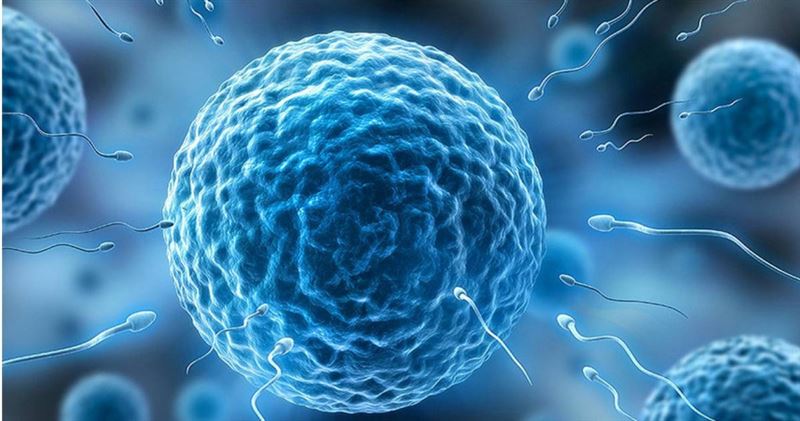 台灣新聞通訊社-太空生寶寶難？研究證實「微重力下精子會迷路」　受孕成功率降40%