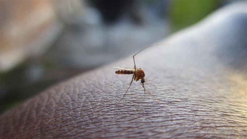 台灣新聞通訊社-旅遊警報!美CDC點名16國登革熱大爆發 越南、馬爾地夫等熱門地入列